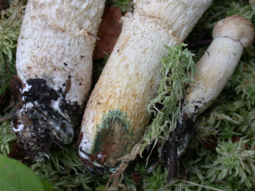 Quiz....Quiz...Quiz.. QUID ???